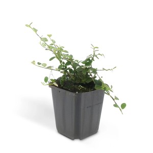 Kriechmispel 'Queen of Carpets' im 9cm Topf, ein robuster Bodendecker für den Garten.