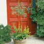 Rosmarin-Weide 'Salix Rosmarinifolia' im Kübel vor roter Tür, silbrig-graue Blätter. Strauch für Garten und Terrasse.