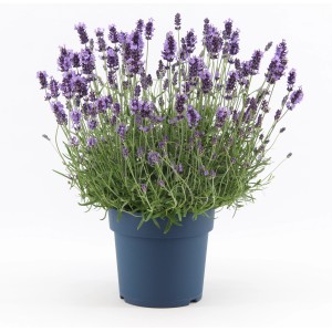 Blühender OBI Lavendel Felice Premium im Topf, violette Blüten.