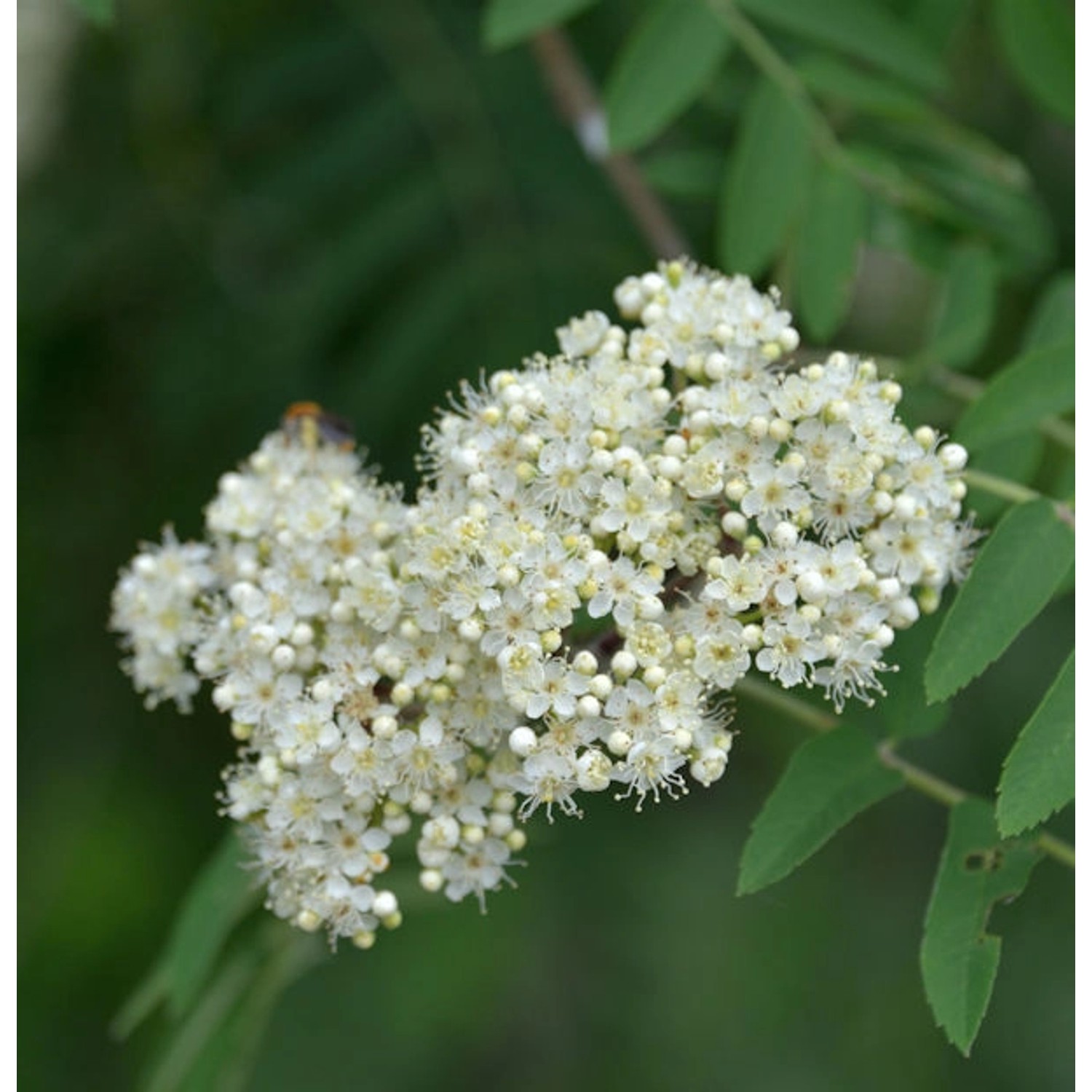 Mährische Eberesche 60-80cm - Sorbus aucuparia