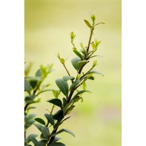 Detailaufnahme: Ilex crenata 'Dark Green' Heckenpflanze, 40-50 cm hoch, mit frischen, grünen Blättern.