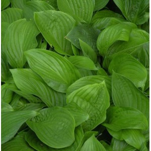 Funkie - Hosta elata