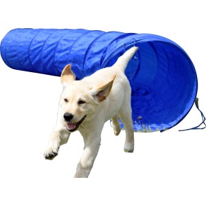Heller Labrador läuft durch blauen Agility Tunnel (500 cm, Ø 60 cm) für Hunde.