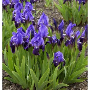 Blühende Zwergschwertlilie Cyanea (Iris barbata nana) mit blau-violetten Blüten und grünen Blättern.