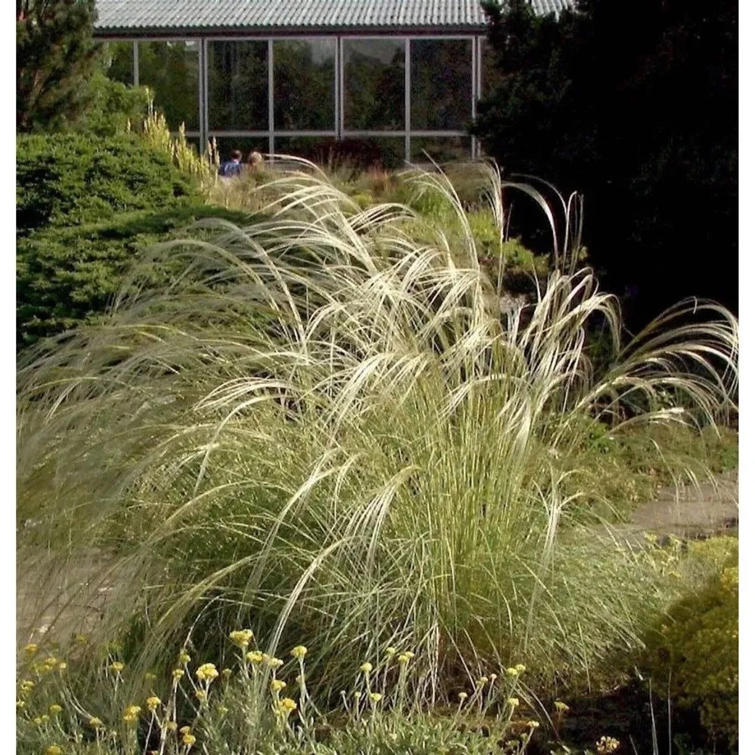 Peruanisches Federgras (Stipa ichu) im Garten, lange, überhängende Blütenähren.
