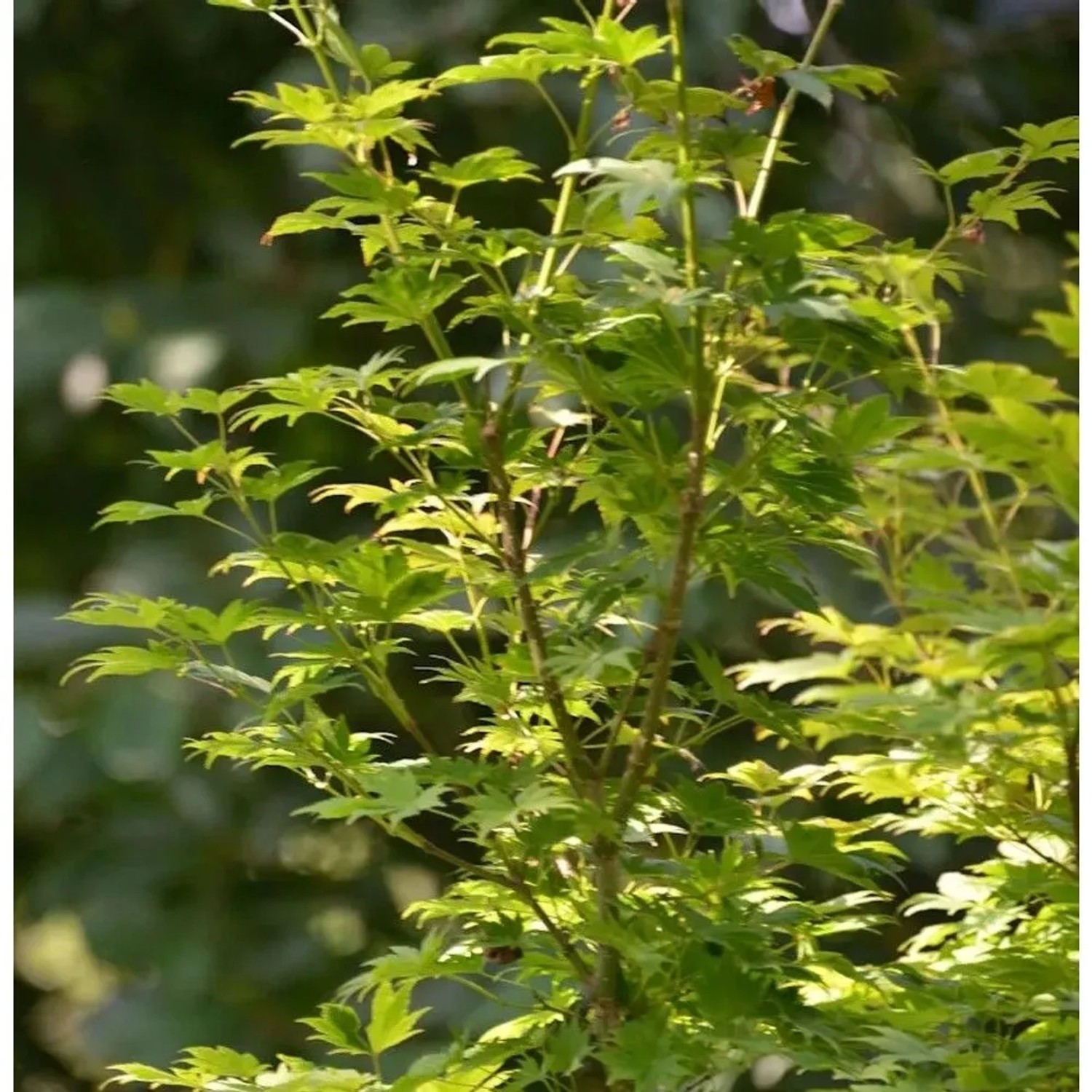 Koreanischer Fächer-Ahorn Ice Dragon 80 -100cm - Acer pseudosieboldianum