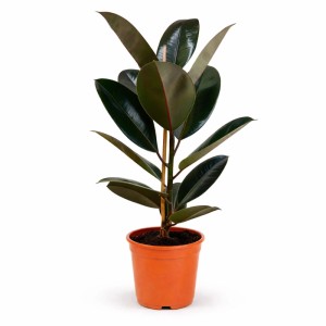 Gummibaum im Topf, ca. 19 cm Topf-Ø, dunkle Blätter, Zimmerpflanze.