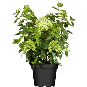 Rispenhortensie Limelight im Topf, weiße Blütenstände und grüne Blätter.