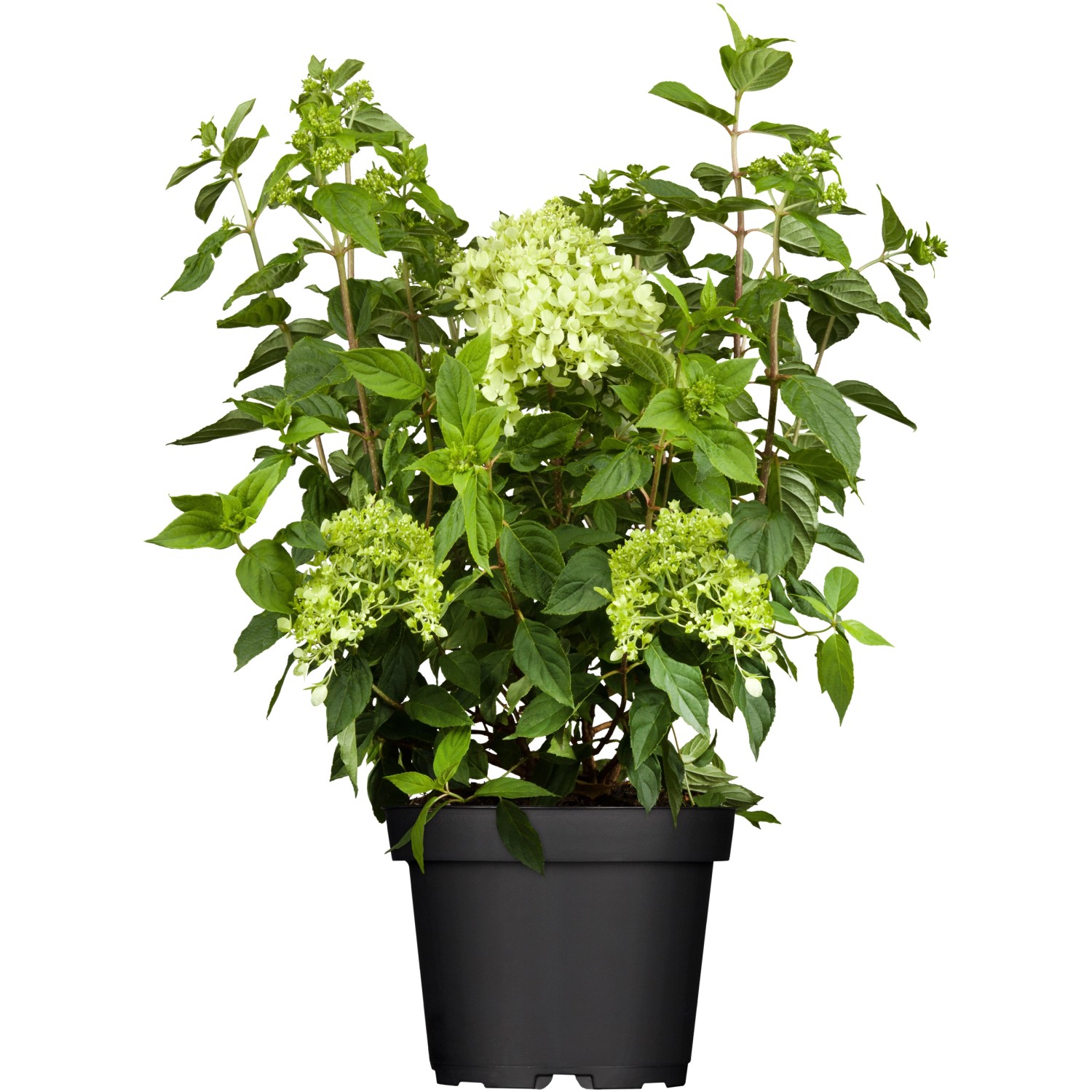 Rispenhortensie Limelight Weiß Höhe ca. 40 - 50 cm Topf ca. 5 l Hydrangea