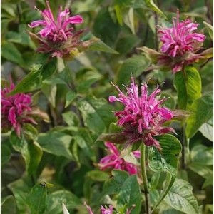 Nahaufnahme der rosafarbenen Blüten der Indianernessel (Monarda didyma) im Garten.