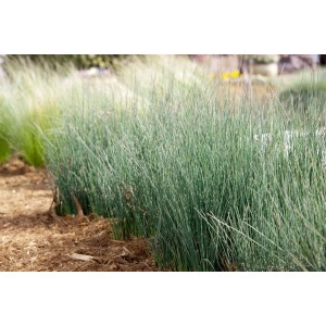 Blaugrüne Binse (Juncus Inflexus) im 9x9 cm Topf, Ziergras für den Garten.