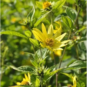 Zitronengelbe Stauden-Sonnenblume (Helianthus microcephalus) im Detail.