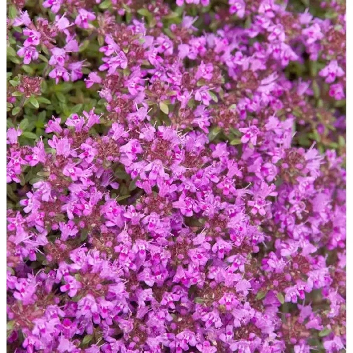 Polsterthymian 'Purple Beauty' mit dichten, leuchtend lila Blüten und kleinen grünen Blättern. Eine schöne Staude.