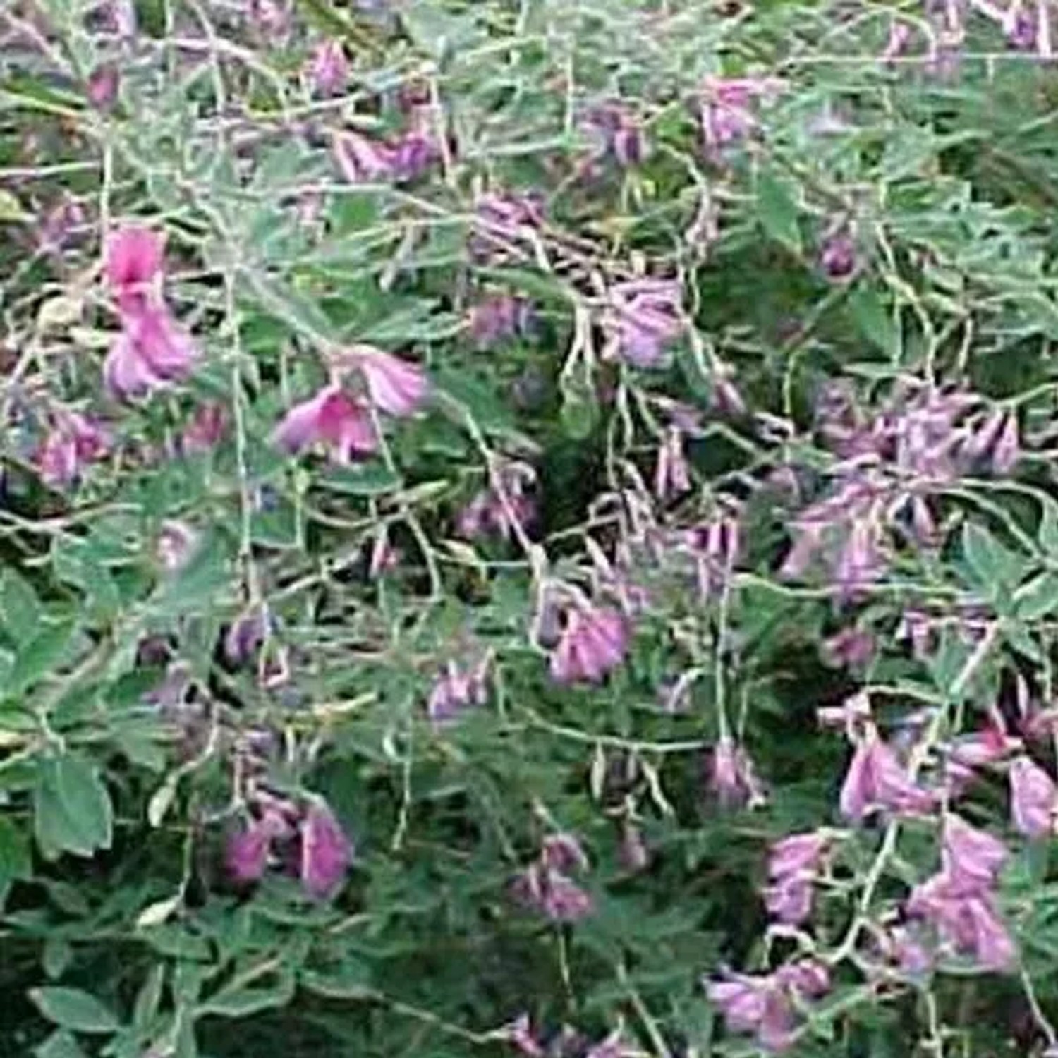 Buschklee Lespedeza thunbergii 30 bis 40 cm im Container Purpurrosa Blüten