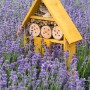 Gelbes Insektenhotel im Lavendelfeld. GROW by OBI Lavendel "Hidcote" im Hintergrund.