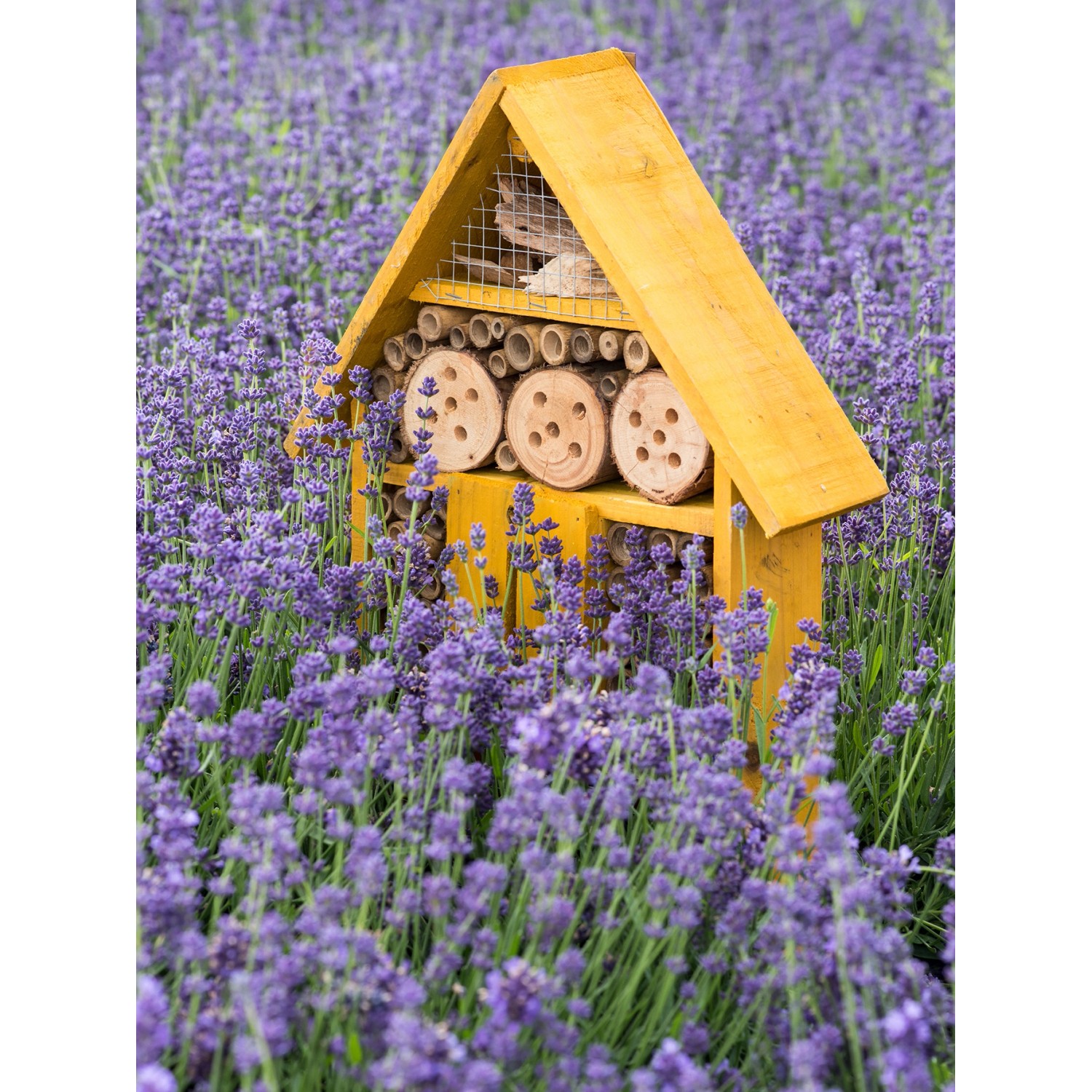 Gelbes Insektenhotel im Lavendelfeld. GROW by OBI Lavendel "Hidcote" im Hintergrund.