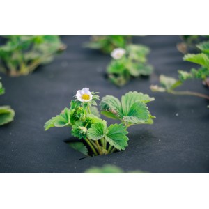 Schwarzes Aquagart Unkrautvlies mit Erdbeerpflanze. Gartenvlies zur Unkrautbekämpfung.
