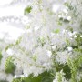 Nahaufnahme der weißen Blüten der Astilbe Brautschleier Prachtspiere im 9x9 cm Topf.