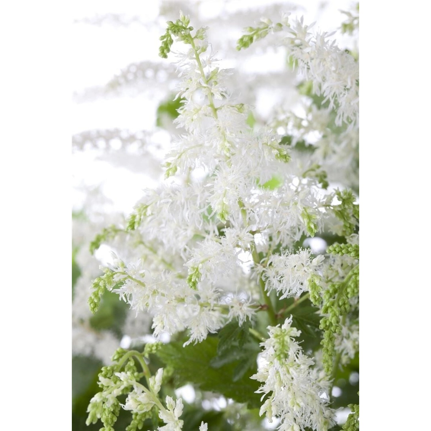 Astilbe X Arendsii Brautschleier Prachtspiere Ca. 9x9 cm Topf günstig online kaufen