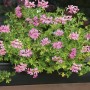 Floraworld Wasserspeichermatte im Blumenkasten mit rosa Geranien.