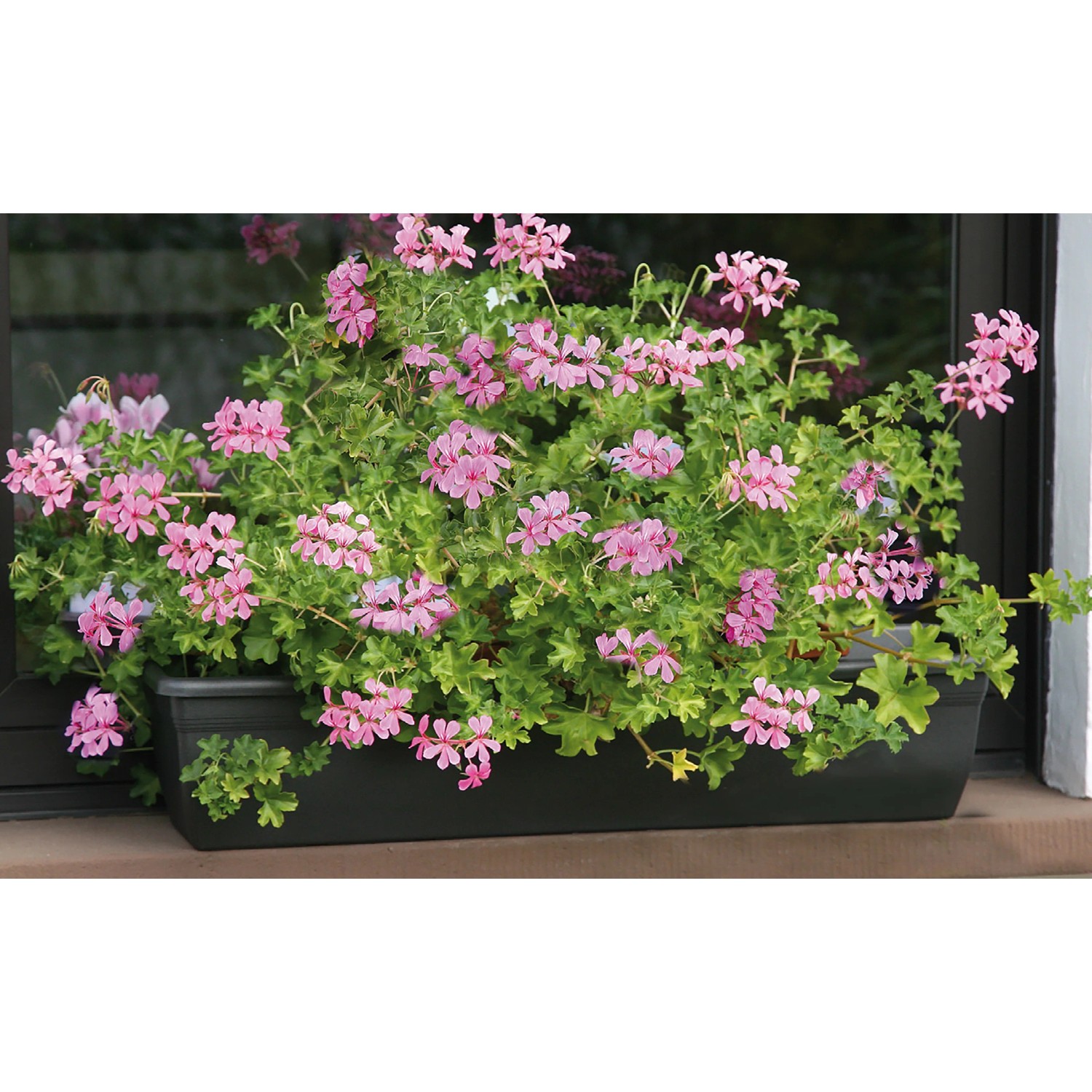 Floraworld Wasserspeichermatte im Blumenkasten mit rosa Geranien.
