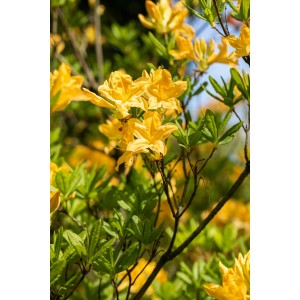 Leuchtend gelbe Azalee Fraserii (Rhododendron luteum) mit grünen Blättern.