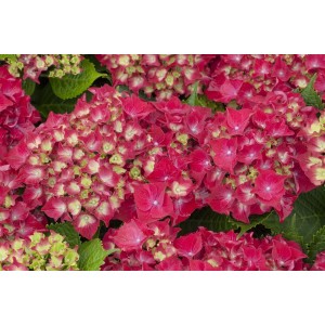 Nahaufnahme der leuchtend roten Blüten der Bauernhortensie Hydrangea Royal Red.