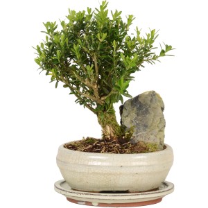 Zimmerbonsai mit Deko-Stein im Topf (Ø 21cm).