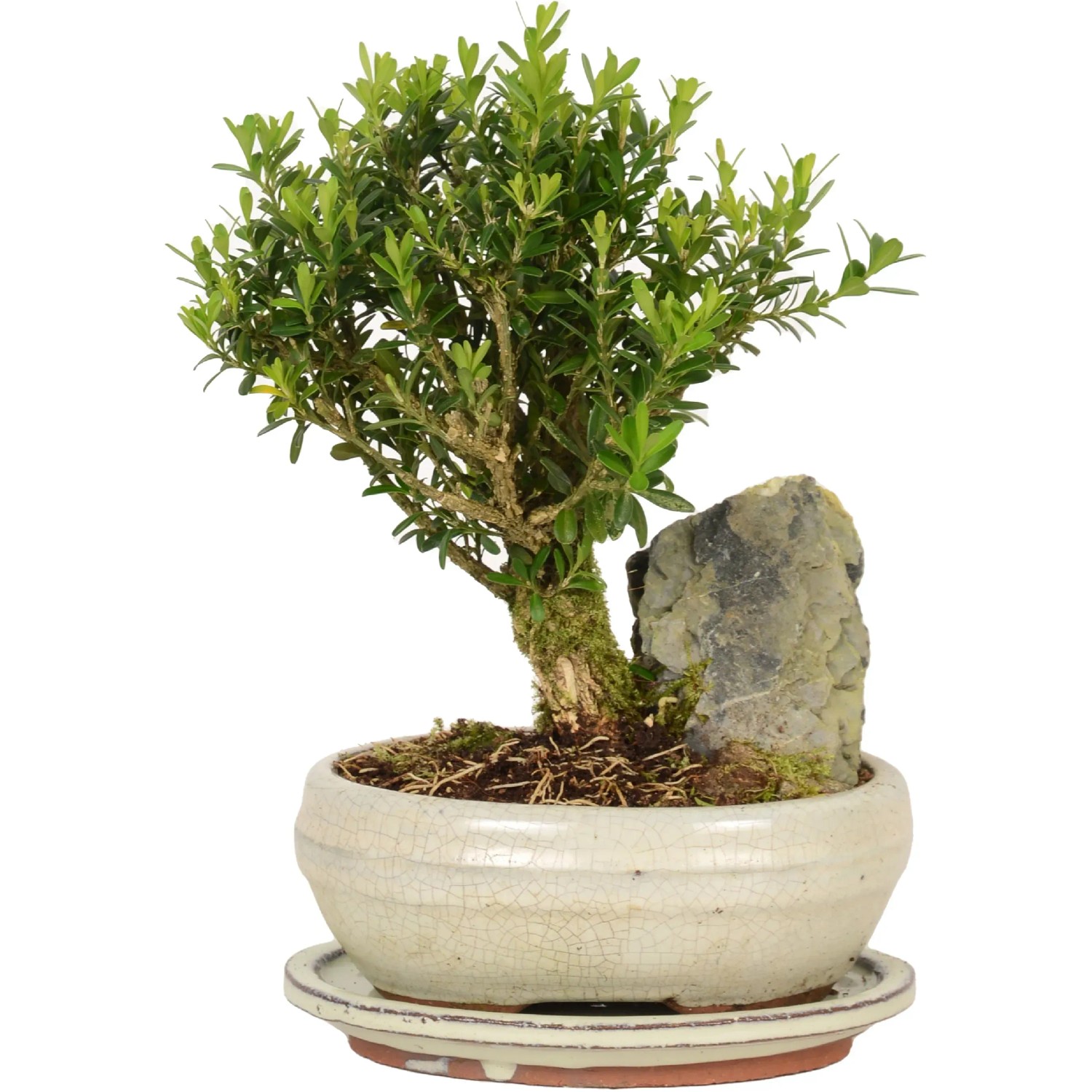 Bonsai Baum mit Deko-Stein 21 cm kaufen bei OBI