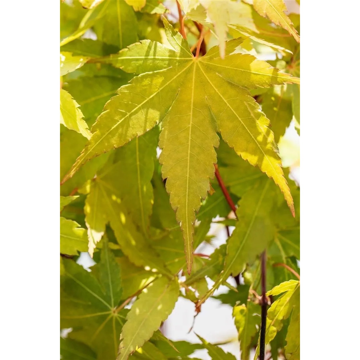 Nahaufnahme von gelb-grünen Blättern des Acer Palmatum Sangokaku (Japanischer Ahorn).