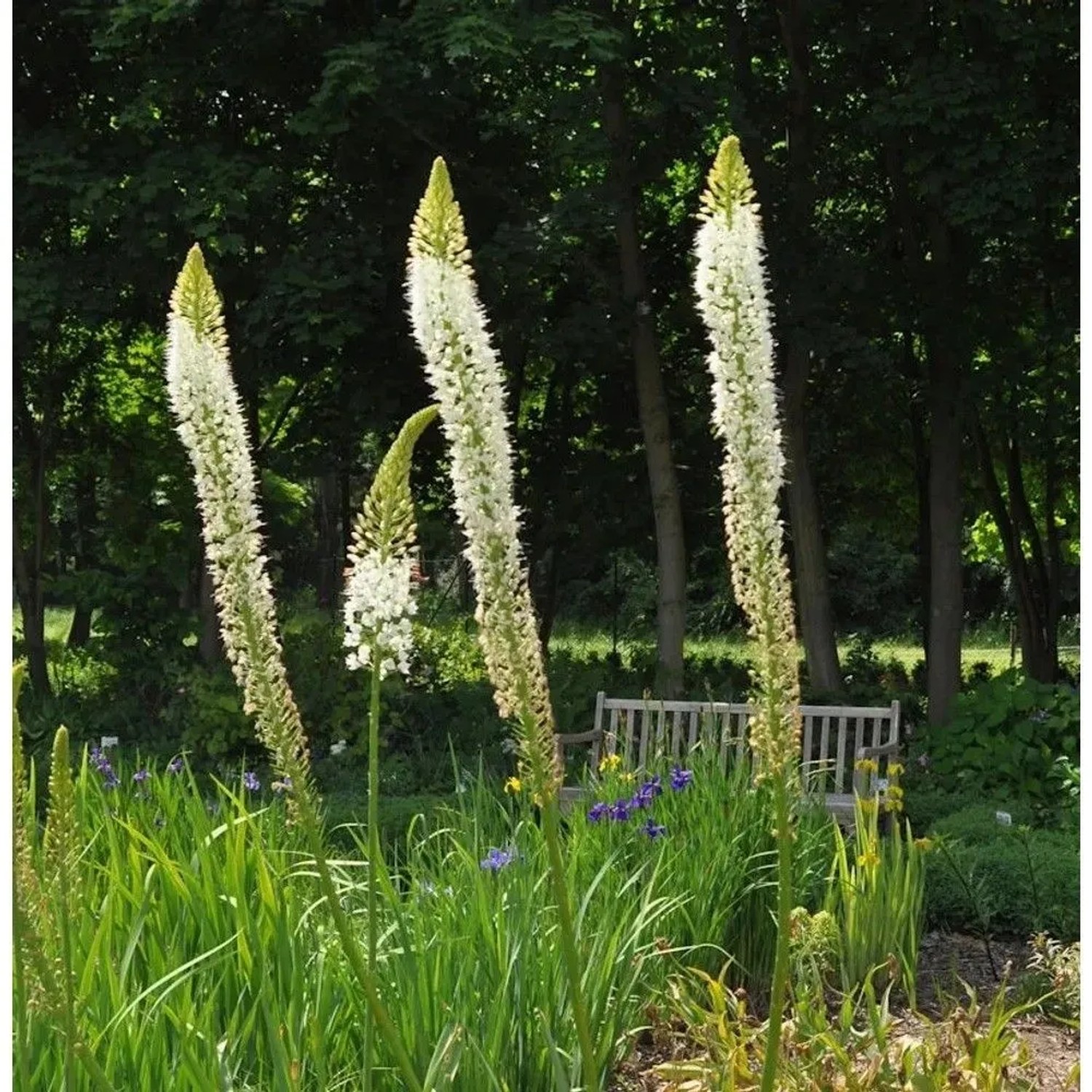 Gelbe Steppenlilie - Eremurus stenophyllus