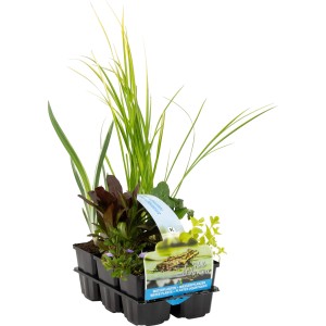 Teichpflanzen-Set, 6er-Pack im Topf, verschiedene Sorten für einen sauberen Teich.