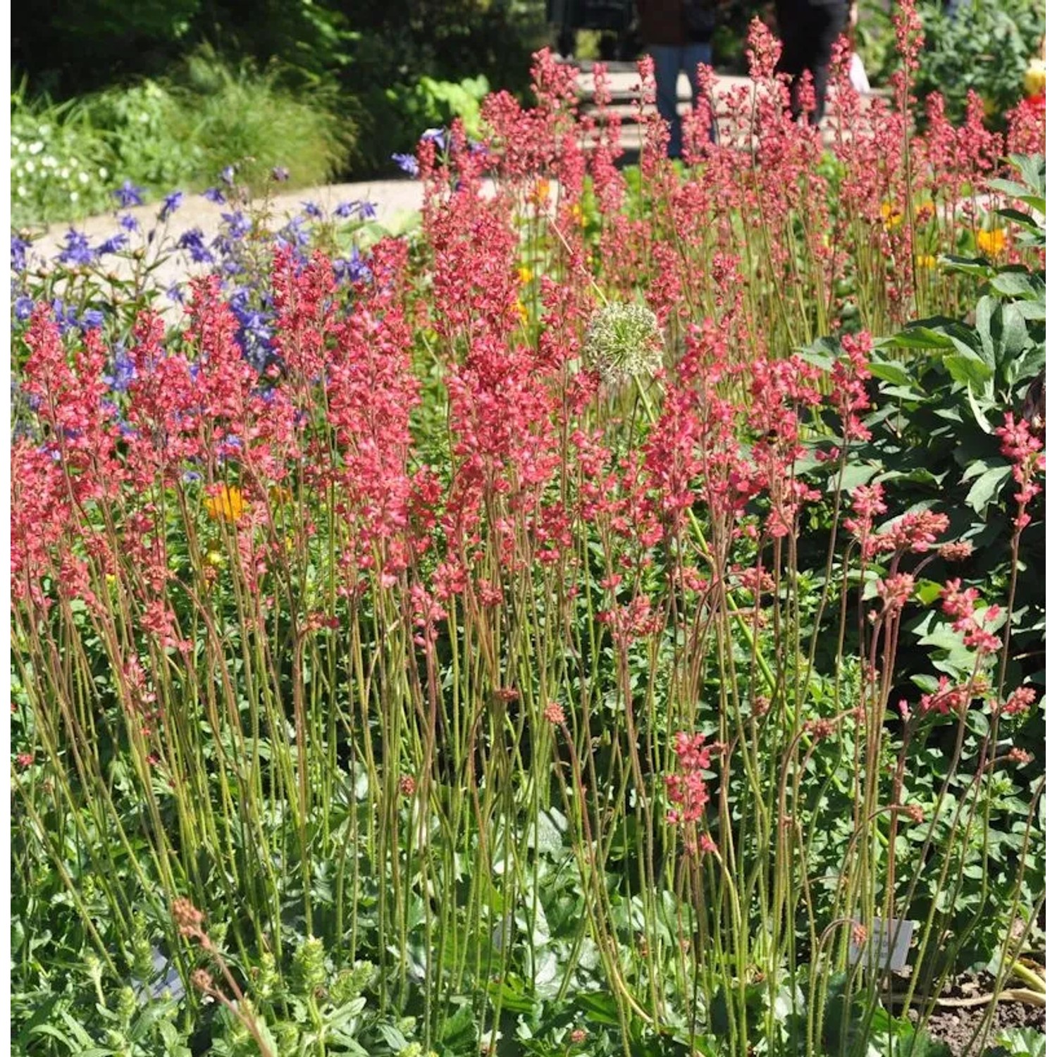 Purpurglöckchen Feuerregen - Heuchera brizoides