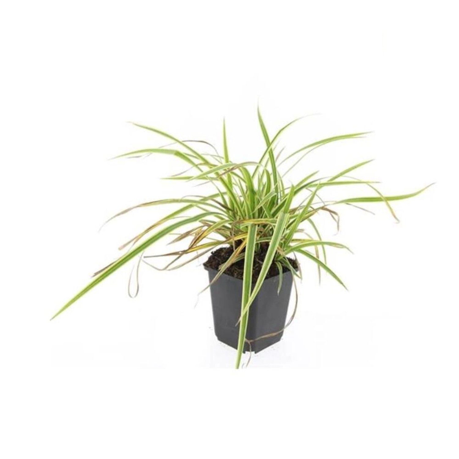 Exotenherz Ziergras Goldrand Segge Carex Morrowii Aureovariegata 9cm Topf S günstig online kaufen