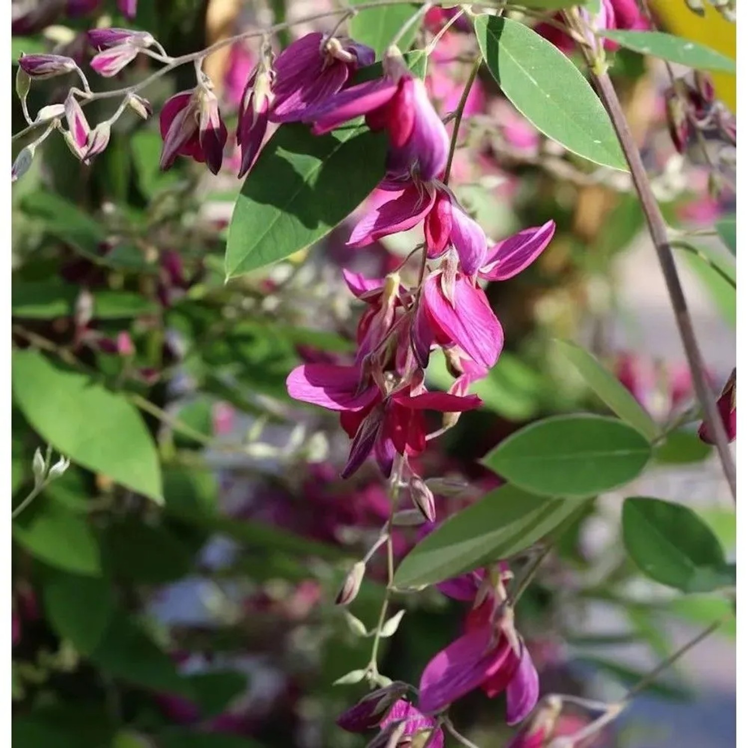 Buschklee 60-80cm - Lespedeza thunbergii
