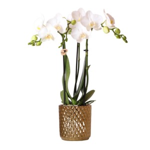 Weiße Phalaenopsis Orchidee im goldenen Diamant Dekotopf, Topfgröße 9cm, Höhe 45cm.