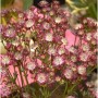 Nahaufnahme der Sterndolde Claret (Astrantia major) mit ihren markanten, rot-weißen Blüten.