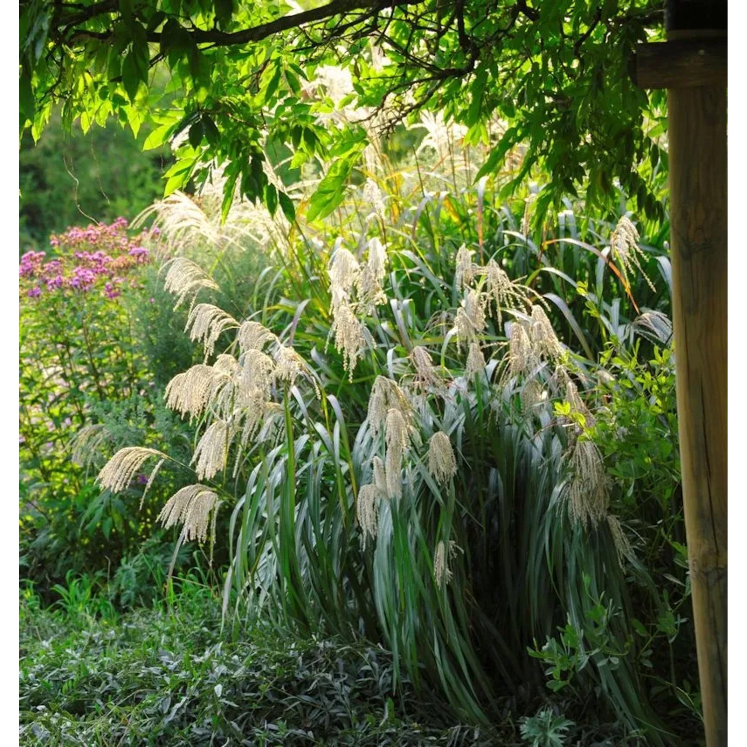 Chinaschilf Memory - XXXL Topf - Miscanthus sinensis