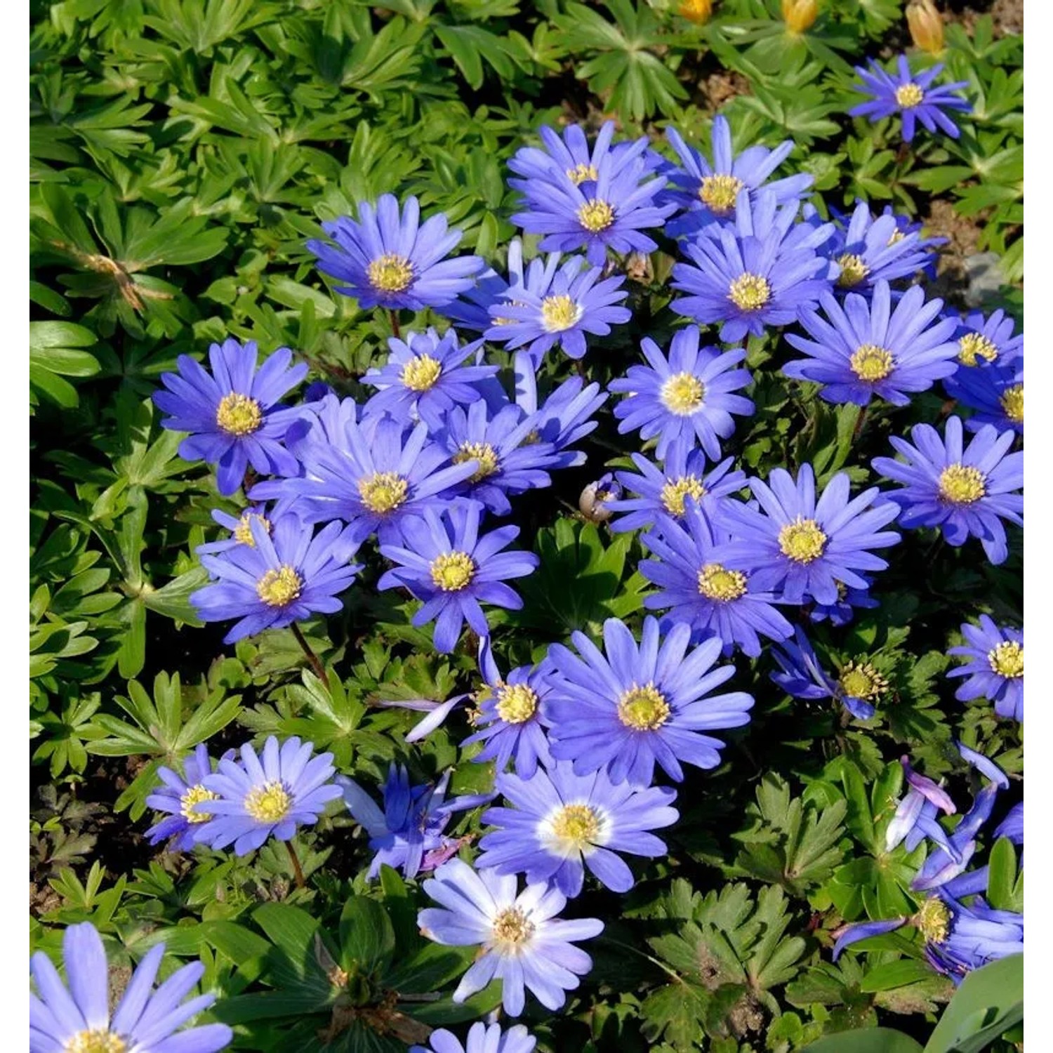 Balkanwindröschen - Anemone blanda