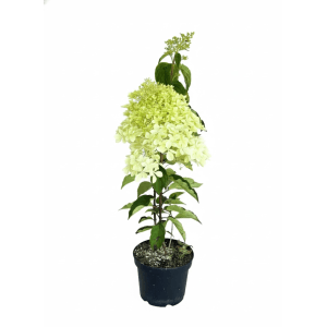 Baumfink Rispenhortensie Phantom als Topfpflanze 60-80cm