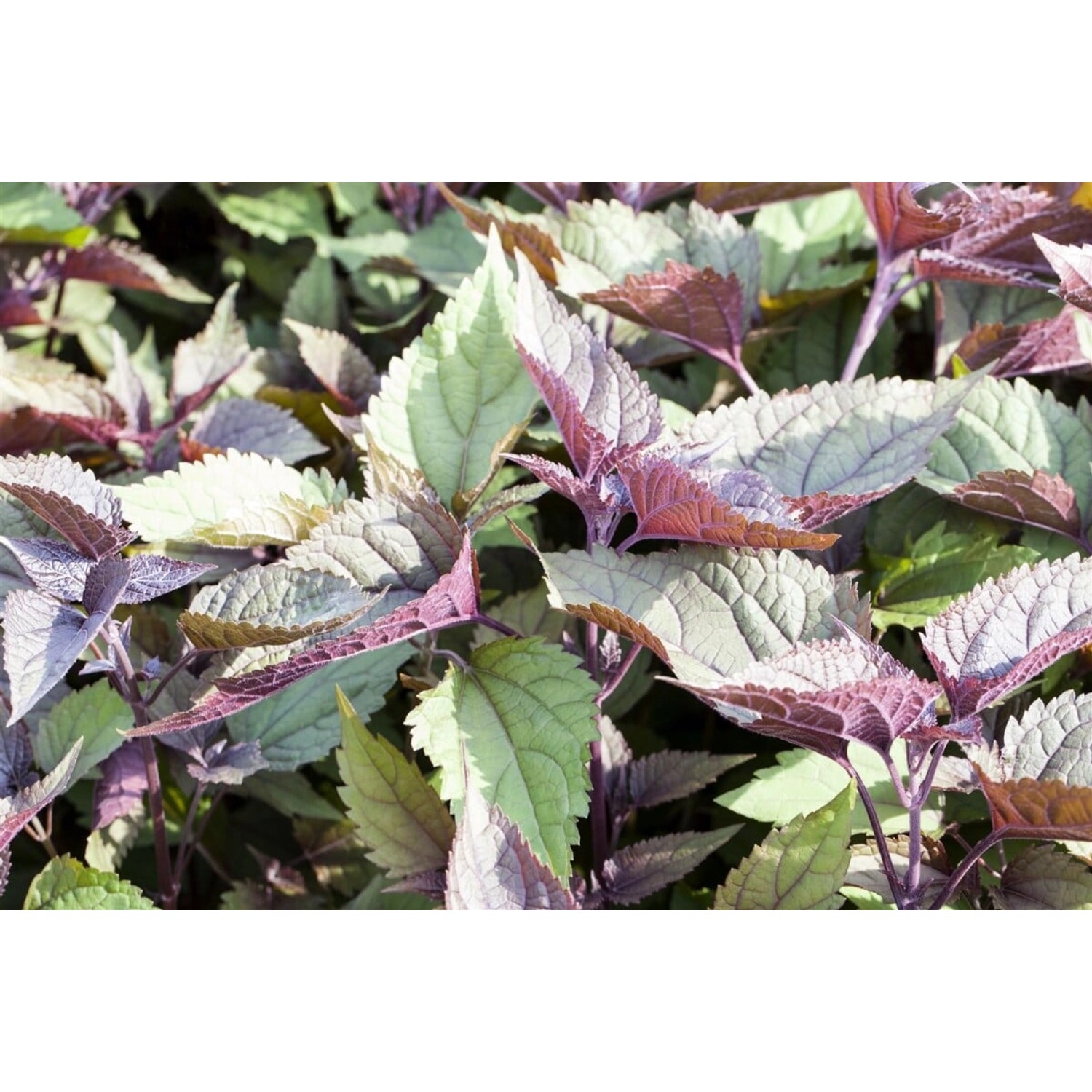 Eupatorium Rugosum Chocolate Schokoladenblume Ca. 11x11 cm Topf günstig online kaufen