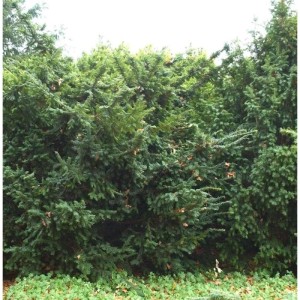 Goldgelbe Eibe Summergold, Taxus baccata, 40-50cm, Strauch mit gelb-grünen Nadeln.