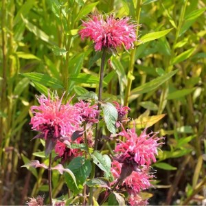 Blühende Indianernessel 'Präriebrand' (Monarda fistulosa) im Garten.