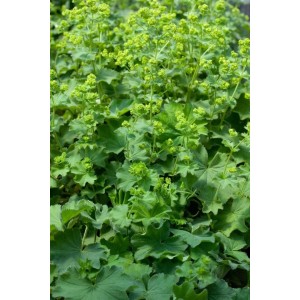 Kompakter Kaukasus Frauenmantel (Alchemilla Epipsila) im 9x9 cm Topf, grüne Staude mit gelbgrünen Blüten.