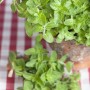 Griechischer Oregano (Origanum vulgare) im Topf, grüne Blätter. Ideal für Kräutergarten und Küche.
