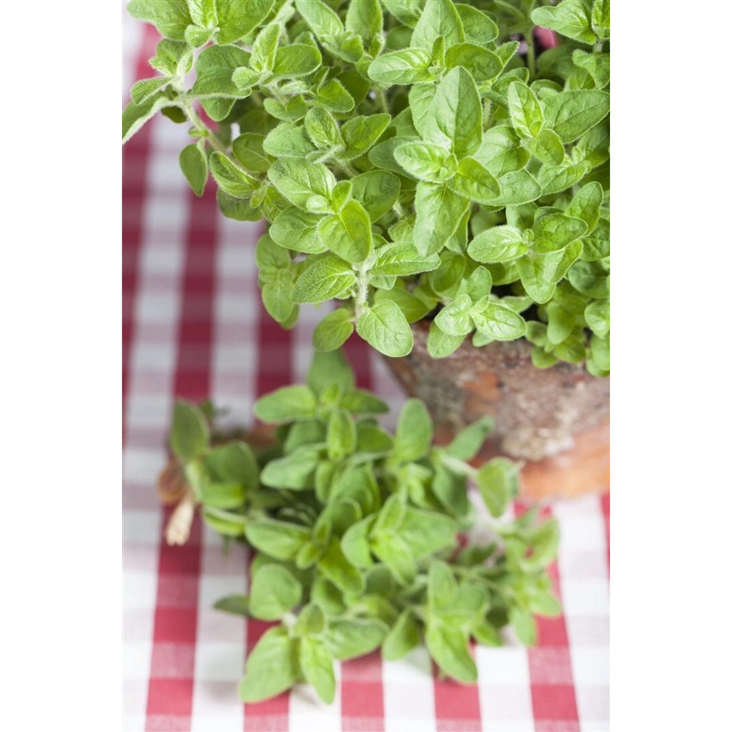 Origanum Vulgare Ssp.hirtum Griechischer Oregano Ca. 9x9 cm Topf günstig online kaufen