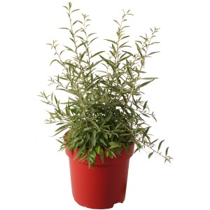 Gemeiner Bocksdorn Little Goji im Topf, ca. 30 cm hoch. Ideal für Balkon und Terrasse.