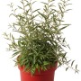 Gemeiner Bocksdorn Little Goji im Topf, ca. 30 cm hoch. Ideal für Balkon und Terrasse.