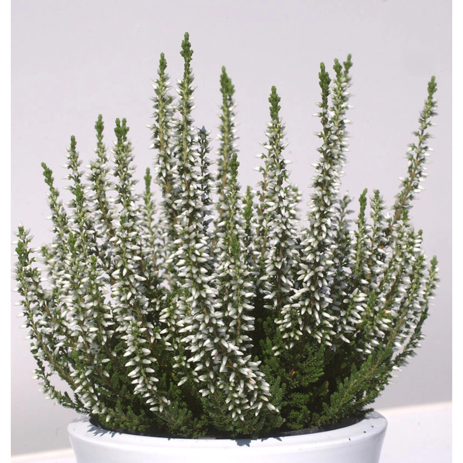 10x Knospenheide Gardengirls Alicia - Calluna vulgaris günstig online kaufen