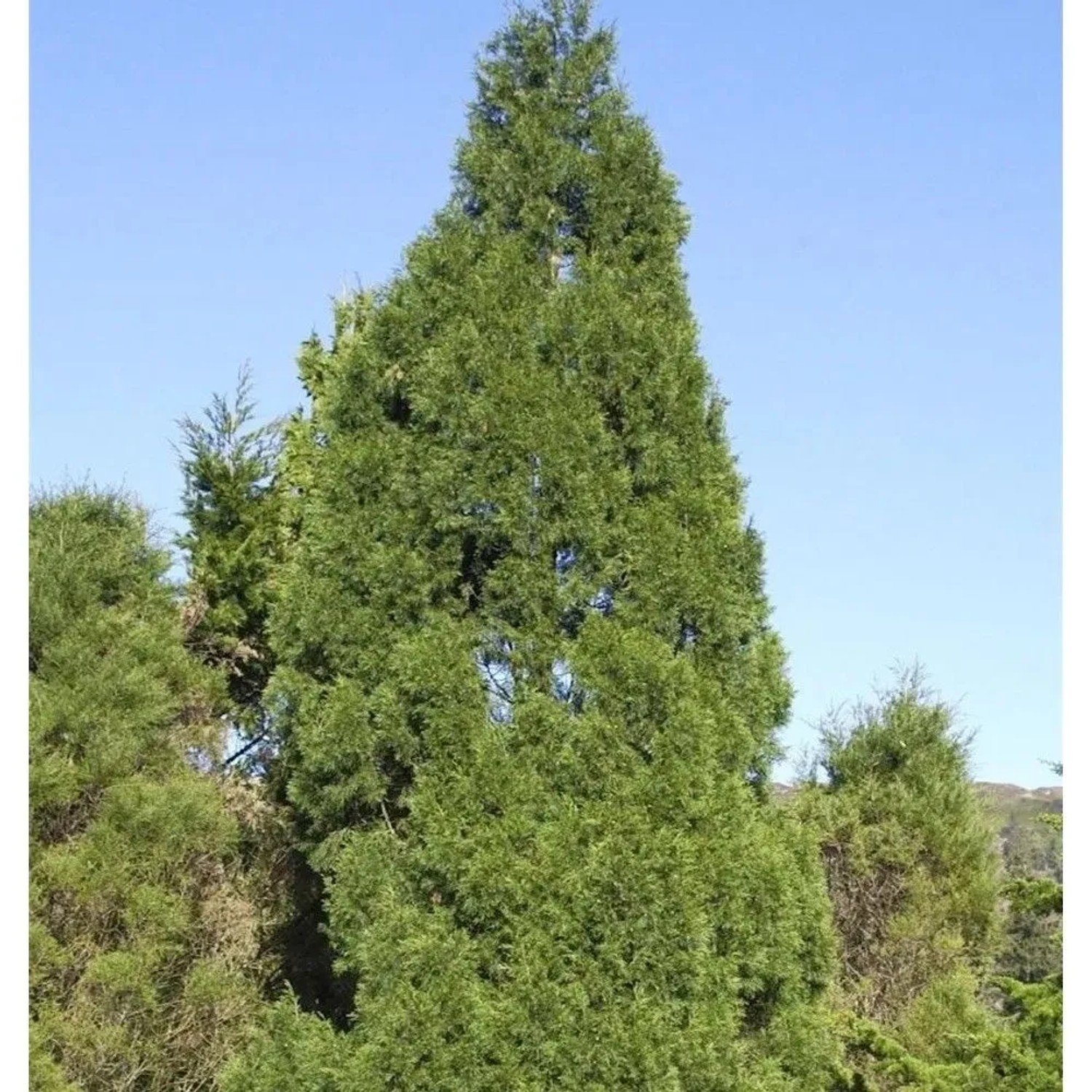 Zypressen Wacholder Spartan 50-60cm - Juniperus chinensis